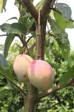 Çiftlikteki ağaçta satılan mangolar nakit mahsullerdir. Magnezyum, potasyum, her ikisi de düşük kan basıncına bağlı. Düzenli bir nabız. Kalbindeki iltihabı azaltmak için mangimin verin.