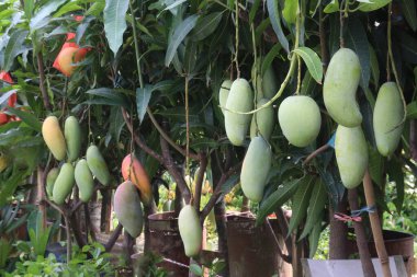 Çiftlikteki ağaçta satılan mangolar nakit mahsullerdir. Magnezyum, potasyum, her ikisi de düşük kan basıncına bağlı. Düzenli bir nabız. Kalbindeki iltihabı azaltmak için mangimin verin.