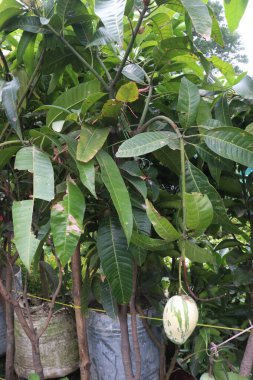 Çiftlikteki ağaçta satılan mangolar nakit mahsullerdir. Magnezyum, potasyum, her ikisi de düşük kan basıncına bağlı. Düzenli bir nabız. Kalbindeki iltihabı azaltmak için mangimin verin.