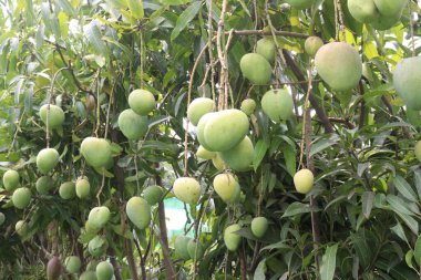 Çiftlikteki ağaçta satılan mangolar nakit mahsullerdir. Magnezyum, potasyum, her ikisi de düşük kan basıncına bağlı. Düzenli bir nabız. Kalbindeki iltihabı azaltmak için mangimin verin.