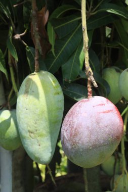 Çiftlikteki ağaçta satılan mangolar nakit mahsullerdir. Magnezyum, potasyum, her ikisi de düşük kan basıncına bağlı. Düzenli bir nabız. Kalbindeki iltihabı azaltmak için mangimin verin.