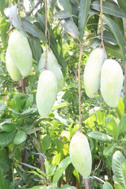 Çiftlikteki ağaçta satılan mangolar nakit mahsullerdir. Magnezyum, potasyum, her ikisi de düşük kan basıncına bağlı. Düzenli bir nabız. Kalbindeki iltihabı azaltmak için mangimin verin.