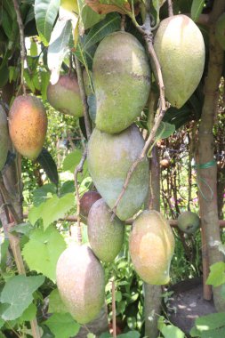 Çiftlikteki ağaçta satılan mangolar nakit mahsullerdir. Magnezyum, potasyum, her ikisi de düşük kan basıncına bağlı. Düzenli bir nabız. Kalbindeki iltihabı azaltmak için mangimin verin.