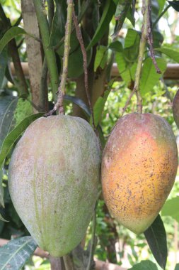 Çiftlikteki ağaçta satılan mangolar nakit mahsullerdir. Magnezyum, potasyum, her ikisi de düşük kan basıncına bağlı. Düzenli bir nabız. Kalbindeki iltihabı azaltmak için mangimin verin.