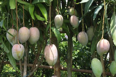 Çiftlikteki ağaçta satılan mangolar nakit mahsullerdir. Magnezyum, potasyum, her ikisi de düşük kan basıncına bağlı. Düzenli bir nabız. Kalbindeki iltihabı azaltmak için mangimin verin.