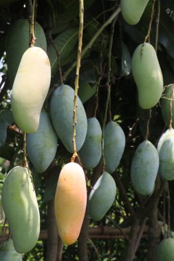 Çiftlikteki ağaçta satılan mangolar nakit mahsullerdir. Magnezyum, potasyum, her ikisi de düşük kan basıncına bağlı. Düzenli bir nabız. Kalbindeki iltihabı azaltmak için mangimin verin.