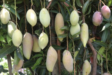 Çiftlikteki ağaçta satılan mangolar nakit mahsullerdir. Magnezyum, potasyum, her ikisi de düşük kan basıncına bağlı. Düzenli bir nabız. Kalbindeki iltihabı azaltmak için mangimin verin.