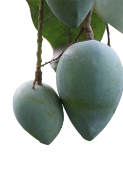 Şeffaf arkaplanı olan ağaçta mango