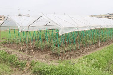 Domates tarlasıyla hasat için plastik gölge