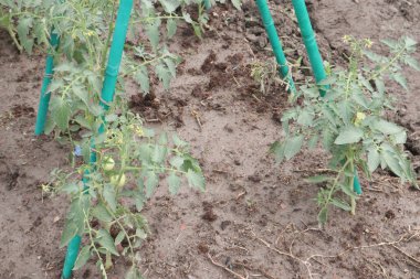 Domates tarlasıyla hasat için plastik gölge