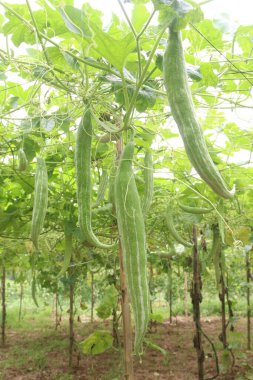 Snake gourd on plant in farm for harvest are cash crops. healing of burns, lowering blood sugar level in type 2 diabetes Mellitus, reduce inflammation, lowers the risk of cancer and build immunity clipart
