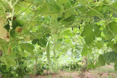 Çiftlikteki yılan kabağı hasat için nakit mahsuldür. Yanıkların iyileşmesi, tip 2 diyabet seviyesinin düşmesi Mellitus, iltihabı azaltmak, kanser riskini azaltmak ve bağışıklık kazanmak.