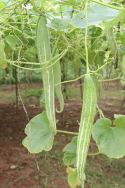 Çiftlikteki yılan kabağı hasat için nakit mahsuldür. Yanıkların iyileşmesi, tip 2 diyabet seviyesinin düşmesi Mellitus, iltihabı azaltmak, kanser riskini azaltmak ve bağışıklık kazanmak.