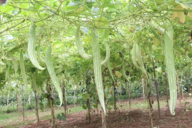 Çiftlikteki yılan kabağı hasat için nakit mahsuldür. Yanıkların iyileşmesi, tip 2 diyabet seviyesinin düşmesi Mellitus, iltihabı azaltmak, kanser riskini azaltmak ve bağışıklık kazanmak.