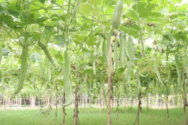 Çiftlikteki yılan kabağı hasat için nakit mahsuldür. Yanıkların iyileşmesi, tip 2 diyabet seviyesinin düşmesi Mellitus, iltihabı azaltmak, kanser riskini azaltmak ve bağışıklık kazanmak.