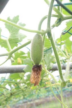 Hasat için çiftlikteki balmumu muhafazası nakit mahsulüdür. uygun sindirim, kramplar, şişen hemoroitler, mide sorunları, diyet lifleri gibi gastrointestinal sorunları önler. Kolesterolü azaltır.