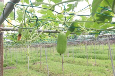 Hasat için çiftlikteki balmumu muhafazası nakit mahsulüdür. uygun sindirim, kramplar, şişen hemoroitler, mide sorunları, diyet lifleri gibi gastrointestinal sorunları önler. Kolesterolü azaltır.