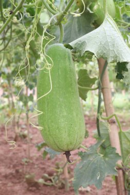 Hasat için çiftlikteki balmumu muhafazası nakit mahsulüdür. uygun sindirim, kramplar, şişen hemoroitler, mide sorunları, diyet lifleri gibi gastrointestinal sorunları önler. Kolesterolü azaltır.