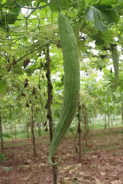 stock image Snake gourd on plant in farm for harvest are cash crops. healing of burns, lowering blood sugar level in type 2 diabetes Mellitus, reduce inflammation, lowers the risk of cancer and build immunity