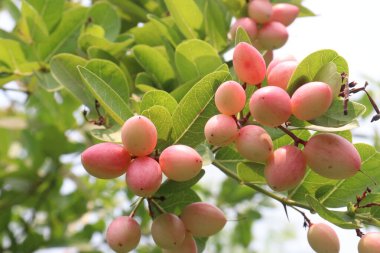 Carissa carandas fruit on tree in farm for harvest and pickles are cash crops. can treat acidity, indigestion, fresh and infected wounds, skin diseases, urinary disorders, diabetic, ulcer, biliousness clipart