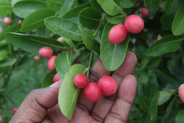 Carissa Carandas tarladaki ağaçtaki meyveler hasat için ve turşu da nakit mahsulüdür. asit, hazımsızlık, taze ve enfekte yaralar, deri hastalıkları, idrar hastalıkları, diyabetik, ülser, hastalıklar tedavi edilebilir.