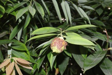 Bahçedeki ağaçtaki Seylan demirağacı meyvesi. Süs ağacı olarak yetiştirilir. Ayurvedik ilaç sisteminde bu bitki ateş, migren, kusma ve idrar yolu enfeksiyonlarını tedavi etmek için kullanılır.