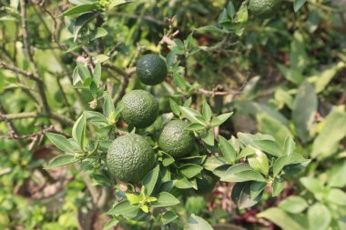 Citrus macroptera on tree in farm for sell are cash crops. is have antioxidants, polyphenols, flavonoids, tannins, proteins clipart