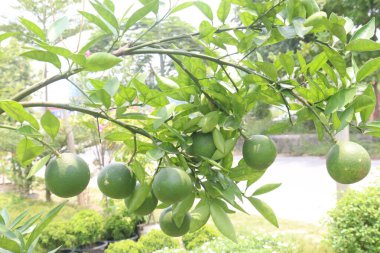 Çiftlikteki ağaçta satılan makropteralar nakit mahsuldür. Antioksidan, polifenol, flavonoid, tanin, protein içerir.