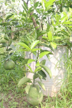 Çiftlikteki ağaçta satılan makropteralar nakit mahsuldür. Antioksidan, polifenol, flavonoid, tanin, protein içerir.