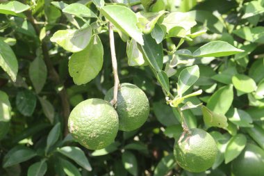 Çiftlikteki ağaçta satılan makropteralar nakit mahsuldür. Antioksidan, polifenol, flavonoid, tanin, protein içerir.