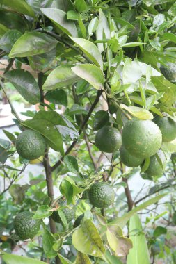 Citrus macroptera on tree in farm for sell are cash crops. is have antioxidants, polyphenols, flavonoids, tannins, proteins clipart