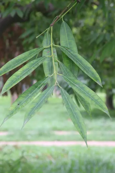 stock image Ceylon ironwood leaf on tree in garden. it is cultivated as ornamental tree.In ayurvedic medicine system this herb to treat fever, migraine, vomiting, urinary tract infections