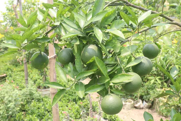 stock image Citrus macroptera on tree in farm for sell are cash crops. is have antioxidants, polyphenols, flavonoids, tannins, proteins