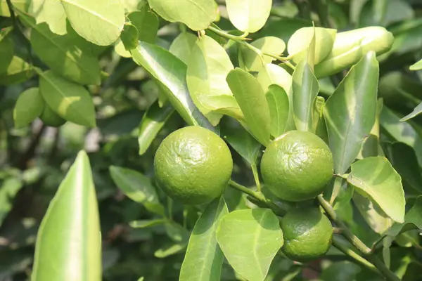 stock image Citrus macroptera on tree in farm for sell are cash crops. is have antioxidants, polyphenols, flavonoids, tannins, proteins