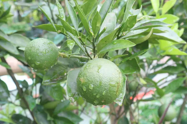 stock image Citrus macroptera on tree in farm for sell are cash crops. is have antioxidants, polyphenols, flavonoids, tannins, proteins