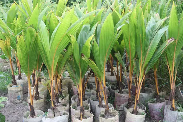 stock image coconut tree on farm for harvesting are cash crops. provides food, fuel, cosmetics, folk medicine, building materials