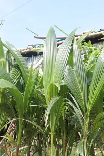 stock image coconut tree on farm for harvesting are cash crops. provides food, fuel, cosmetics, folk medicine, building materials