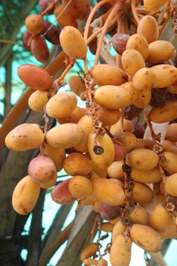 Hurma ağaçlarındaki meyveler hasat için nakit mahsuldür. Sindirime yardımcı olabilecek lif ve diğer kimyasallar içeriyor. Hormon gibi davranabilir.