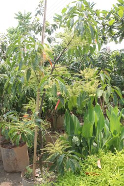 Elaeocarpus Serratus, çiftlikte satılan Seylan zeytin bitkilerinin nakit ürünleri olduğunu da biliyordu. İshal, ağrı kesici, antidiyabet, artritik aktivite, antioksidan, melanogenez, antimikrobik...