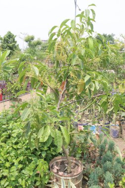 Elaeocarpus Serratus, çiftlikte satılan Seylan zeytin bitkilerinin nakit ürünleri olduğunu da biliyordu. İshal, ağrı kesici, antidiyabet, artritik aktivite, antioksidan, melanogenez, antimikrobik...