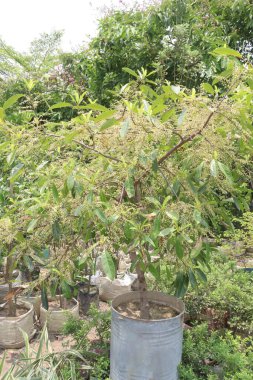 Elaeocarpus Serratus, çiftlikte satılan Seylan zeytin bitkilerinin nakit ürünleri olduğunu da biliyordu. İshal, ağrı kesici, antidiyabet, artritik aktivite, antioksidan, melanogenez, antimikrobik...