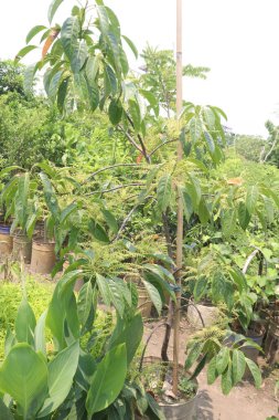 Elaeocarpus Serratus, çiftlikte satılan Seylan zeytin bitkilerinin nakit ürünleri olduğunu da biliyordu. İshal, ağrı kesici, antidiyabet, artritik aktivite, antioksidan, melanogenez, antimikrobik...