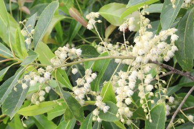 Elaeocarpus Serratus, çiftlikte satılan Seylan zeytin bitkilerinin nakit ürünleri olduğunu da biliyordu. İshal, ağrı kesici, antidiyabet, artritik aktivite, antioksidan, melanogenez, antimikrobik...