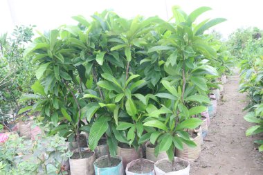 Dillenia indica genellikle çiftlikte satılan Fil Elma Fabrikası olarak bilinir. Nakit mahsuller. Ateş, diyabet, ishal, gıda zehirlenmesi gibi hastalıkların tedavisinde kullanılır.