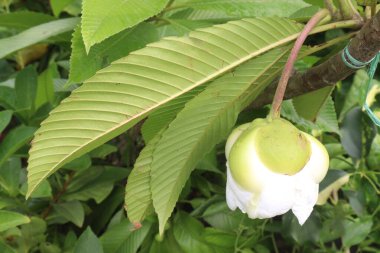 Dillenia indica commonly known as Elephant apple fruit plant on farm for sell are cash crop. used in the treatment of diseases like fever, diabetes, diarrhoea, food poisoning clipart