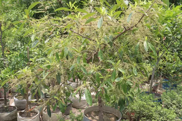 stock image Elaeocarpus serratus also known Ceylon olive plant on farm for sell are cash crops. have anti diarrhoeal,analgesic,antidiabetic, anti arthritic activity, antioxidant, anti melanogenesis, antimicrobial