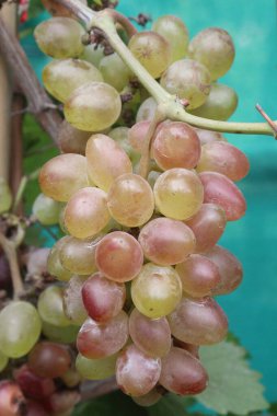 Hasat için çiftlikteki ağaçtaki üzümler nakit mahsullerdir. Potasyum, manganez, B, C, K vitaminleri de dahil olmak üzere kemik sağlığı için gerekli olan birçok minerali içerir.