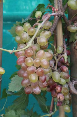Hasat için çiftlikteki ağaçtaki üzümler nakit mahsullerdir. Potasyum, manganez, B, C, K vitaminleri de dahil olmak üzere kemik sağlığı için gerekli olan birçok minerali içerir.