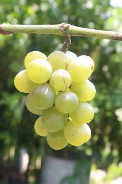 Grapes on tree in farm for harvest are cash crops.contain many minerals necessary for bone health including potassium, manganese, vitamins B, C, K clipart