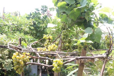 Hasat için çiftlikteki ağaçtaki üzümler nakit mahsullerdir. Potasyum, manganez, B, C, K vitaminleri de dahil olmak üzere kemik sağlığı için gerekli olan birçok minerali içerir.